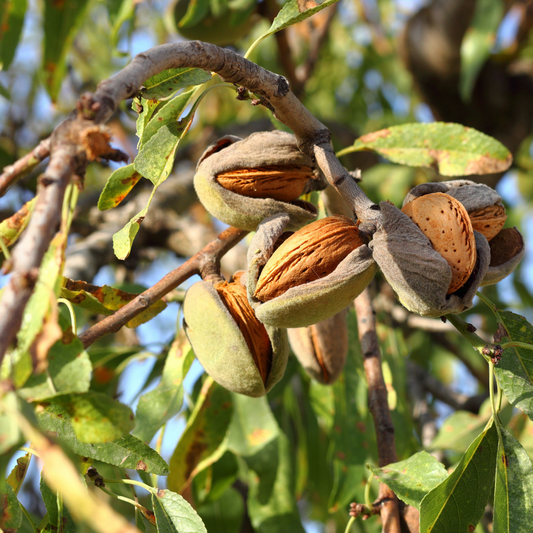 Almond